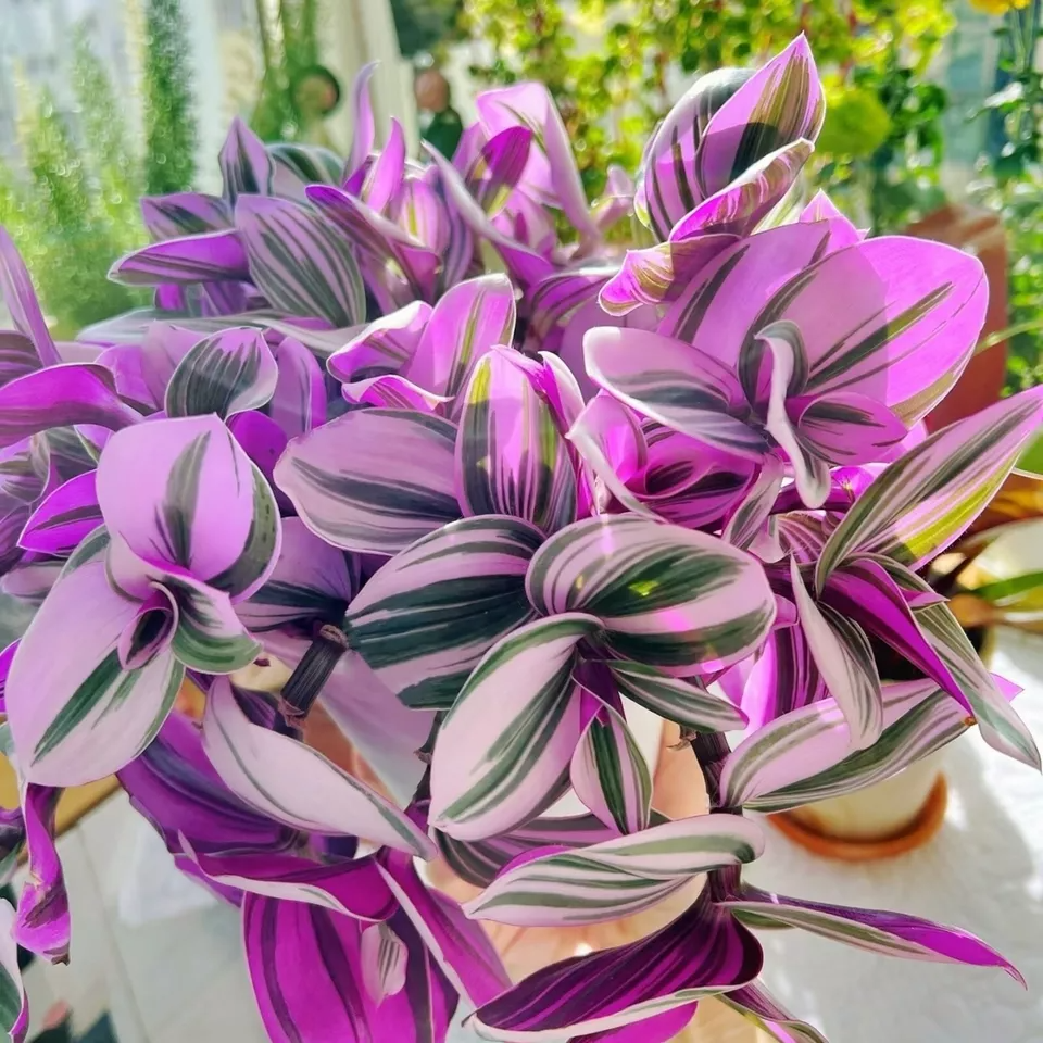 Tradescantia Nanouk Cuttings – Pink Wandering Jew Houseplant, 3 Unrooted Live Cuttings 3–4 Inches Long