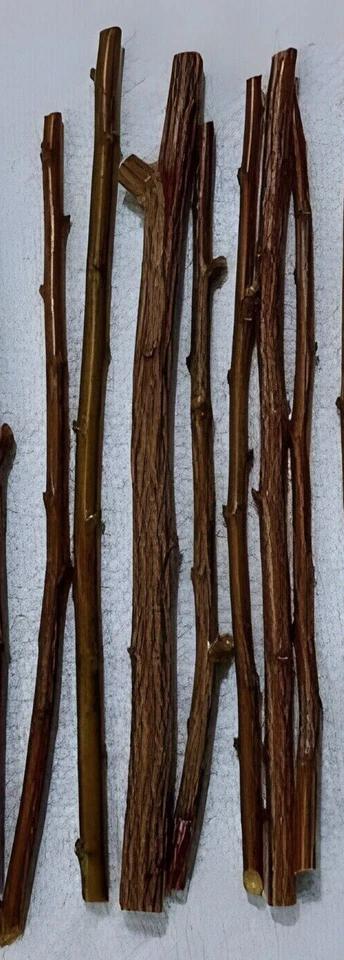 Plum Fruit Tree Unrooted Cuttings – 3 Live Fresh Plum Stems, Prunus Variety for Home Garden Propagation