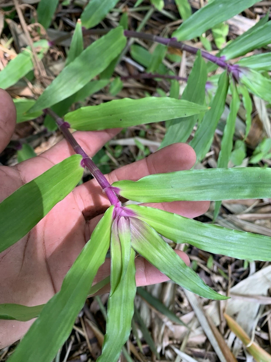 Tradescantia Zebrina Cuttings – 5 Live 4–6" Stems, Purple Green Trailing Houseplant for Pots, Hanging Baskets & Indoor Displays