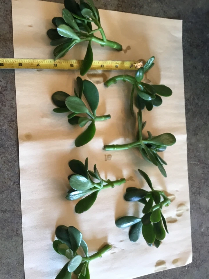 Jade Plant Cuttings – 3 Unrooted Crassula ovata Succulent Cuttings, 3–5 Inch Live Houseplant for Propagation