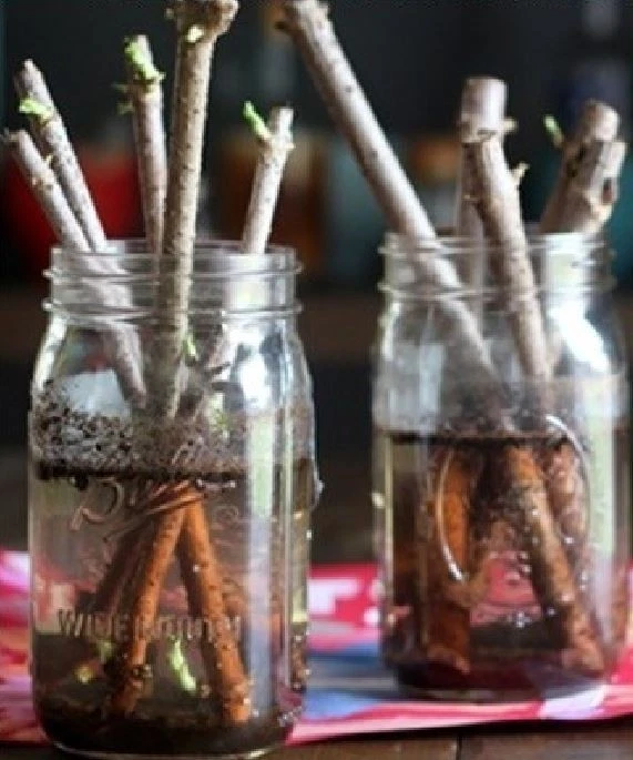 Elderberry Hardwood Cuttings – 10 Live Sambucus Canadensis Cuttings 6+ Inch, Johns & Adams Cultivars