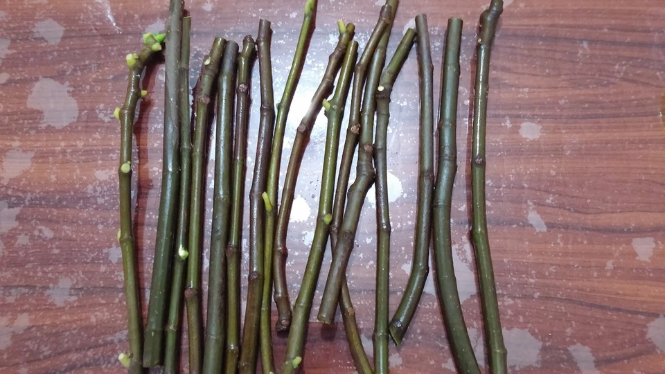 Lattarula Italian Honey Fig Cuttings Set of 5, Fig Tree Scionwood for Rooting and Propagation with Willow Water