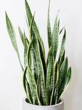 Snake Plant Unrooted Clippings – 3 Dracaena trifasciata Leaf Cuttings, Mother-in-Law’s Tongue for Propagation