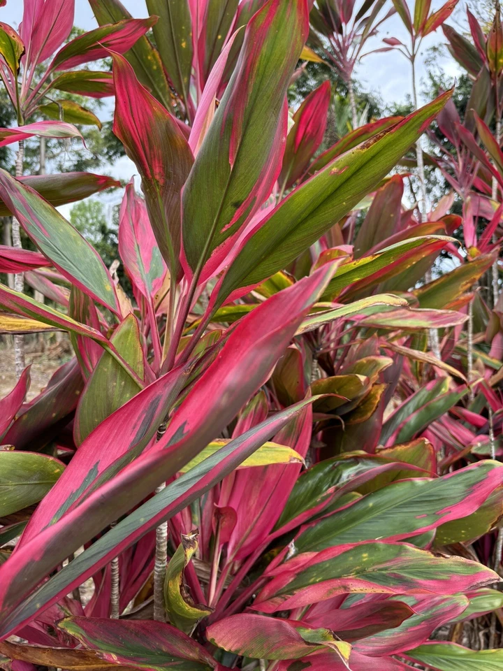 Hawaiian Ti Plant Cuttings – 25 Fresh 6 Inch Cordyline Fruticosa Cuttings in Green Pink Red Colors