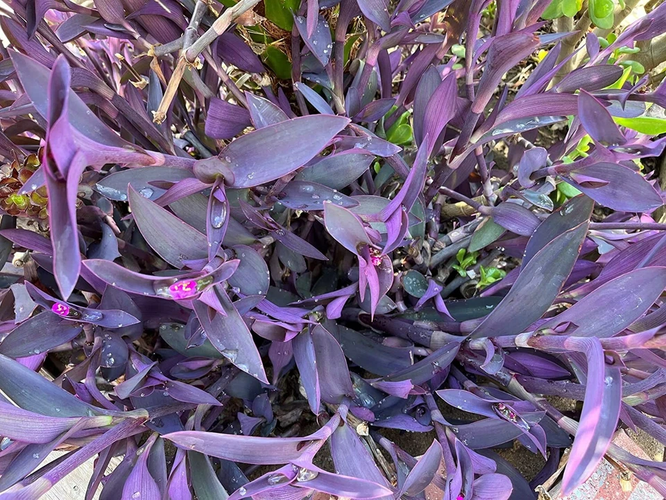 Purple Heart Wandering Plant Cuttings – 5 Tradescantia pallida Live Stems for Planting or Propagation