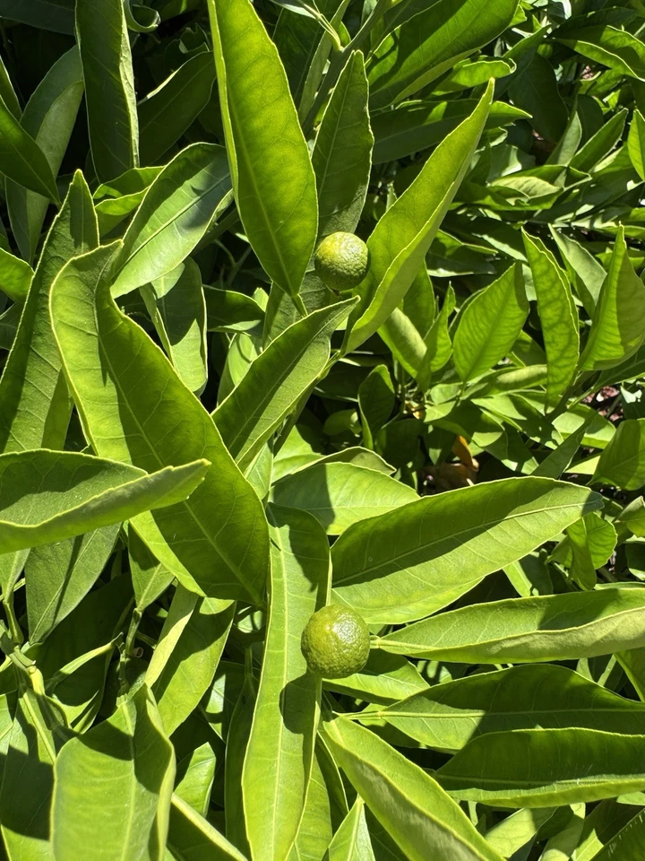 Owari Satsuma Mandarin Cuttings – 6 Unrooted Citrus unshiu Cuttings for Propagation and Planting