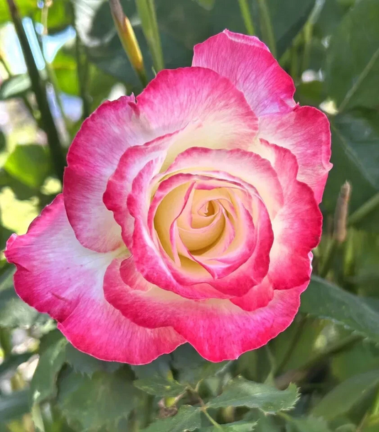 Double Delight Rose Cuttings Set of 5 Fragrant Bicolor Rose Stems for Planting