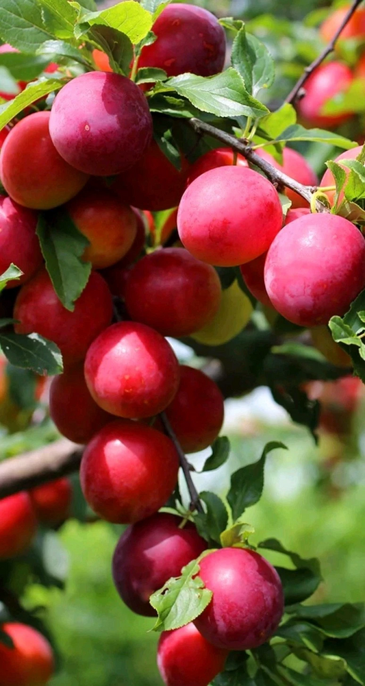 Japanese Red Plum Cutting for Planting – 6 to 8 Inch Unrooted Prunus salicina Cutting for Rooting or Grafting