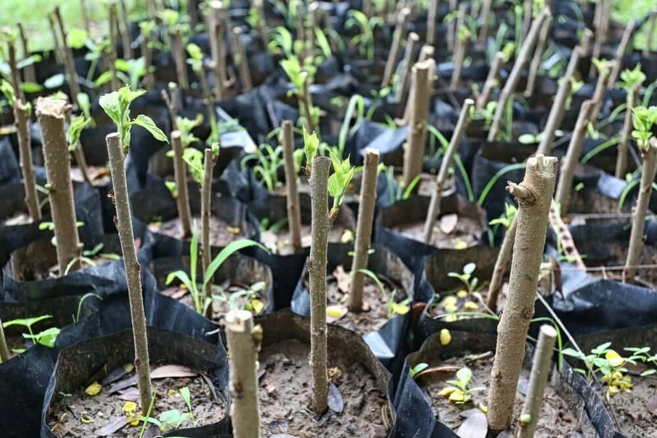 Hibiscus Moscheutos Cuttings for Planting – 7 Unrooted Rose Mallow Starter Stems, Hardy Perennial Flower
