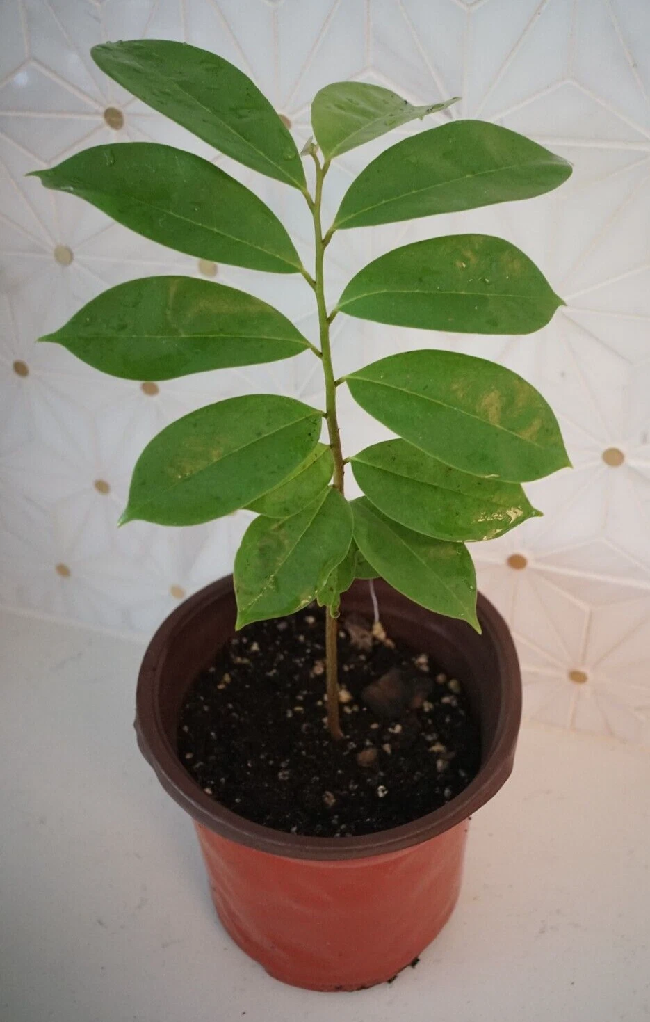 Soursop Tree Live Plant, Guanabana Tropical Fruit Tree in Pot 5 Inch Starter Plant