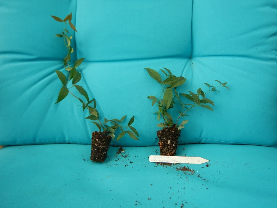 Tangerine Beauty Crossvine Rooted Starter Plant – Bignonia capreolata Climbing Vine for Garden or Trellis