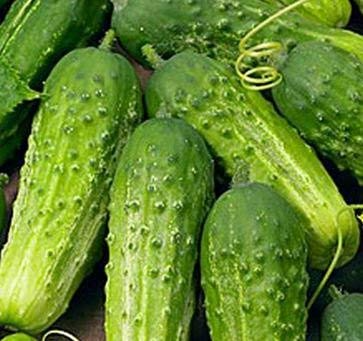 50 Cucumber Seeds for Planting | Cucumis sativus | Non-GMO Vegetable Seeds | Easy to Grow in Gardens, Beds, or Containers