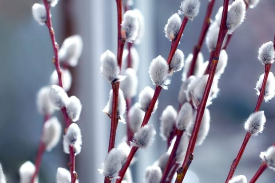 3 French Pussy Willow Shrubs - Salix caprea | 1–2 ft Tall Bare Root | 1–2 Year Old Live Plants for Landscapes & Spring Blooms