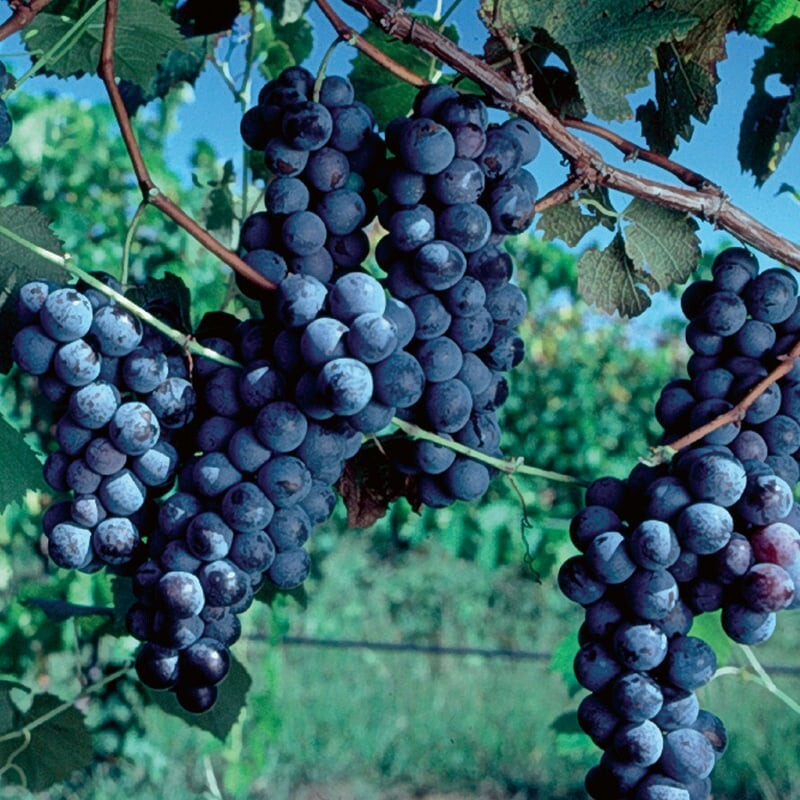 5 Japanese Kyoho Grape Unrooted Cuttings, Vitis labrusca, Sweet Purple Grapes, Easy to Root, Grape Vine Propagation, Rare Fruit Cuttings