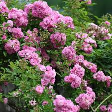 Peggy Martin Rose Cuttings - 5 Pack - 7-8" Thornless Climber - Disease Resistant - Spring/Fall Blooms -  - Fast Grower