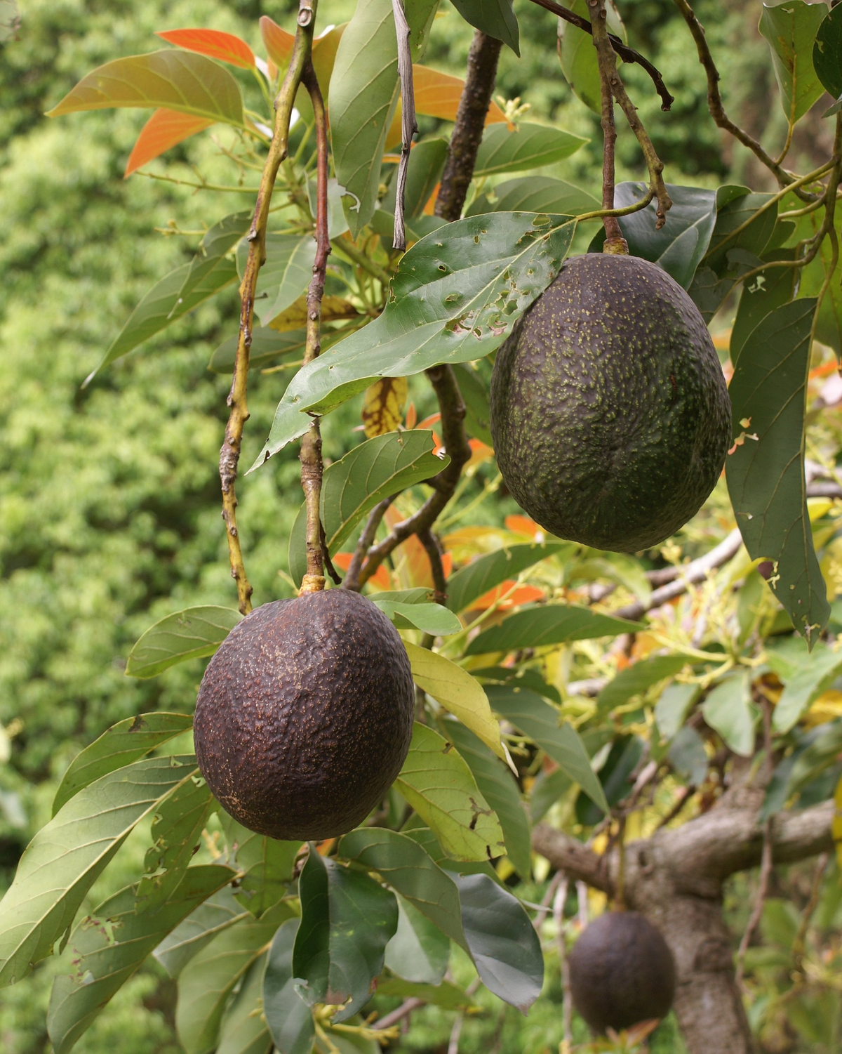 5 Rare Cleopatra Avocado Unrooted Cuttings Scions, Wax Dipped, Persea americana, Fruit Tree, Rare Varieties for Gardening
