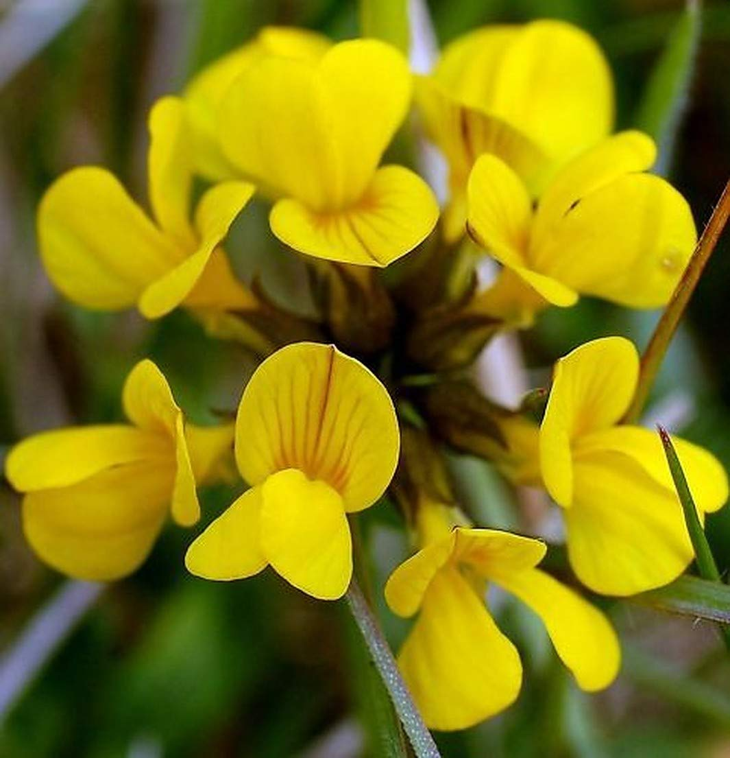 500 Birdsfoot Trefoil Seeds | Lotus corniculatus | Ground Cover & Wildflower for Meadows, Pollinator Gardens | Non-GMO Seeds